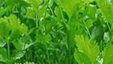 白粉虱的防治方法