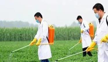 油菜什么时候喷施硼肥