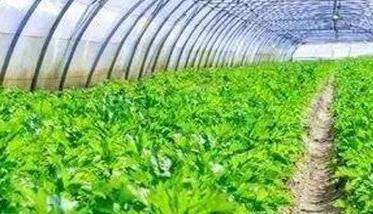 芹菜为什么要少施尿素