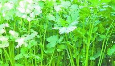 香菜的种植
