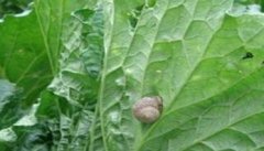 白菜上的蜗牛怎样治，防治蜗牛的小技巧