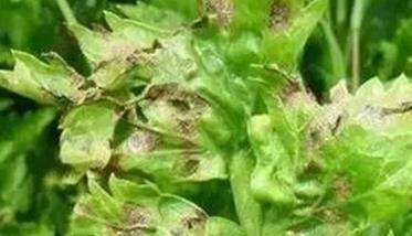 芹菜病毒病病状和病症