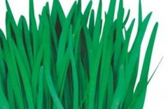 韭菜育苗技术 紫根韭菜的种植方法和育苗方法