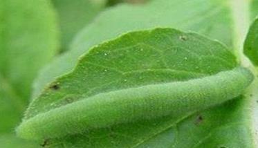 大白菜菜粉蝶的为害特点