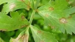 芹菜常见病虫害有哪些 芹菜病虫害防治技术