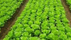 怎样种植生菜？生菜种植管理方法
