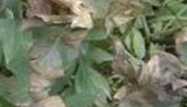 香菜灰霉病的症状