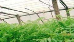 温室香椿亩种植多少棵 香椿大棚种植技术要点