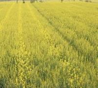 杂交油菜栽培技术 油菜栽培技术