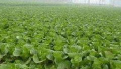 北方地区白菜种植技术与移栽方法