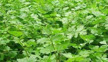 怎样种芫荽,种芫荽的方法
