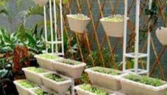 阳台菠菜的种植方法与技术要点