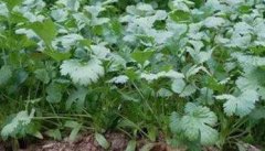 越冬香菜什么时候播种 越冬香菜种植技术要点