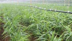 种姜怎样除草？姜田除草剂施药技术要点
