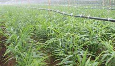 种姜怎样除草