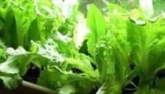生菜怎么种 阳台种植生菜的方法介绍