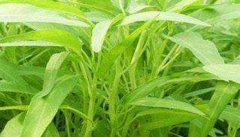 蕹菜的种植方法 蕹菜有哪些栽培方式