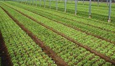 生菜定植株行距是多少