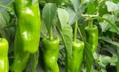 青椒的生长环境要求是什么 青椒播种育苗技术