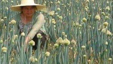 大葱采种技术,为你讲述大葱留种技术