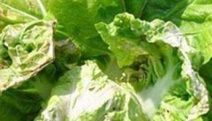大白菜病虫害防治：白菜病毒病、霜霉病等