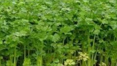 芹菜栽培技术要点：如何育苗、定植与田间管理