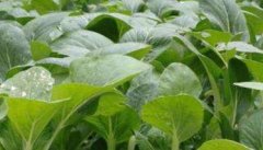 小白菜种植技术与栽培方法