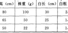 大葱葱苗分级标准