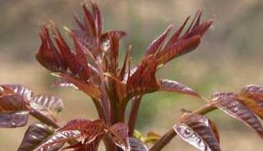 香椿种植管理方法