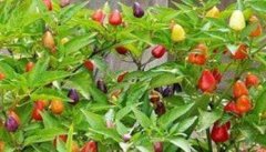 五彩椒怎么种植 五彩椒种植时间和方法