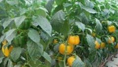 甜椒冬季温室栽培的关键技术是什么