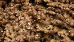 怎样种生姜?生姜栽培管理技术要点