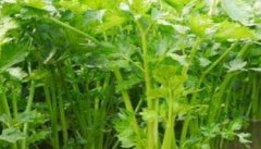 西芹种植时间 西芹种植管理技术