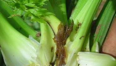 芹菜软腐病防治