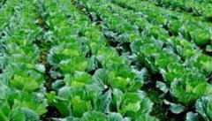 大白菜栽培技术要点 大白菜高产科学栽培方法