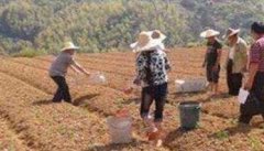 大蒜怎样施肥效果好 大蒜施肥技术和管理方法