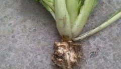 大白菜根肿病防治技术要点