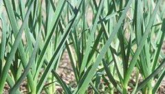 大蒜的田间管理技术及施肥方法