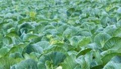 花椰菜如何施肥？花椰菜的高产施肥技术要点