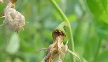 豌豆芽枯病的症状表现