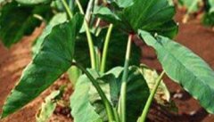 芋头施肥时间和方法 芋头施肥管理