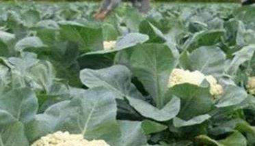 花椰菜的施肥技术要点