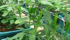 盆栽辣椒怎么种 盆栽辣椒的种植方法和注意事项