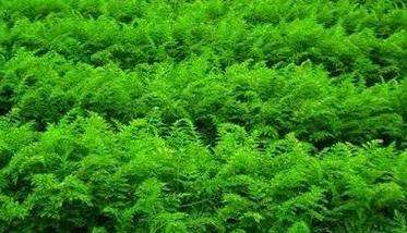 胡萝卜种植的品种选择
