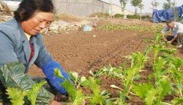 怎样种榨菜
