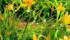 黄花菜品种有哪些 黄花菜的品种介绍