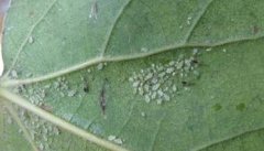 菜蚜发生规律简介 菜蚜虫的灭杀方法与防治原则