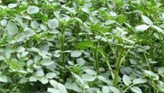 豆瓣菜种植方法 介绍豆瓣菜种植技术和方式