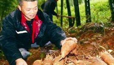 冬笋的采挖时间