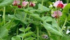 豆荚类蔬菜虫害的发生及防治
